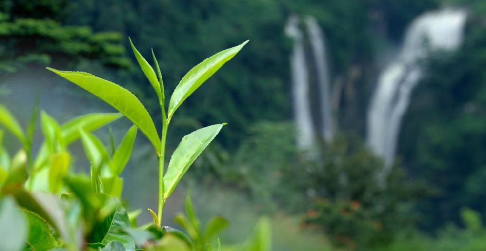 中国源远流长的茶文化